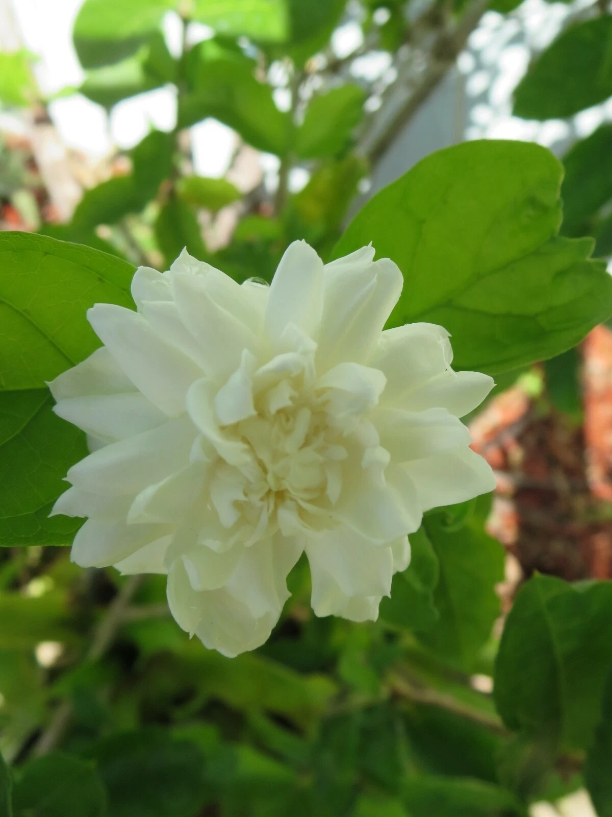 Grand Duke of Tuscany Jasmine Cuttings – 5 Fresh Unrooted Jasminum sambac Cuttings for Rooting, Flowering Plant