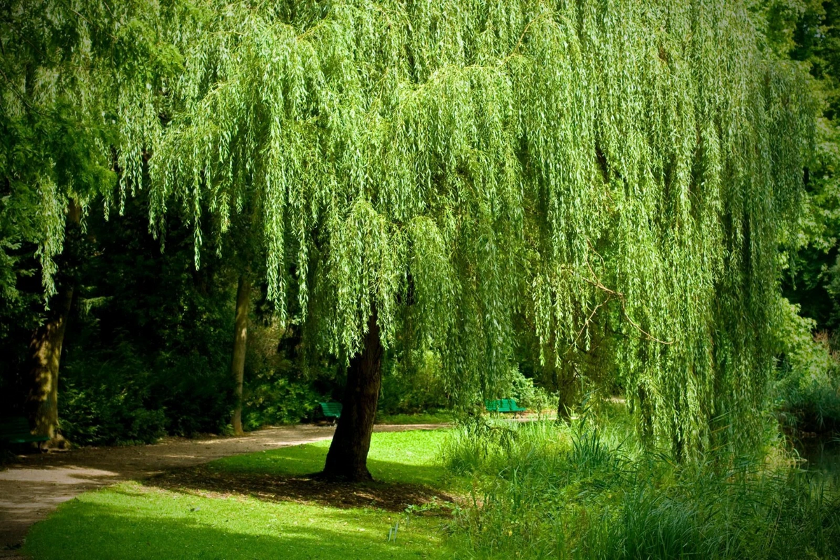 Weeping Willow Cuttings – 12 Unrooted White Willow Starts, Live Salix Branches for Fast Growing Shade Trees & Landscaping