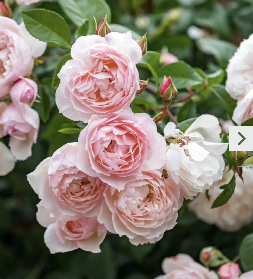 Pink Climbing Rose Cutting β 5β8" Unrooted Stem, Garden Climber Rose Propagation Cutting for Outdoor Landscape