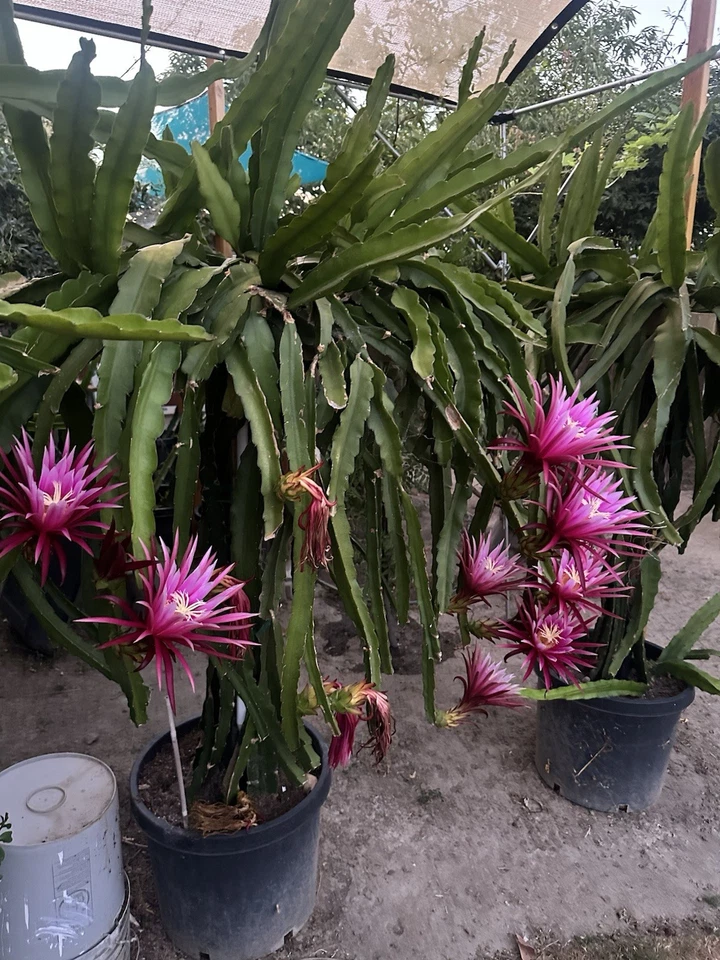 Connie Mayer Dragon Fruit Cuttings – Mature 5–7" Hylocereus Hybrid, Live Rooting Cuttings for Home Garden, Sweet Pink Variety