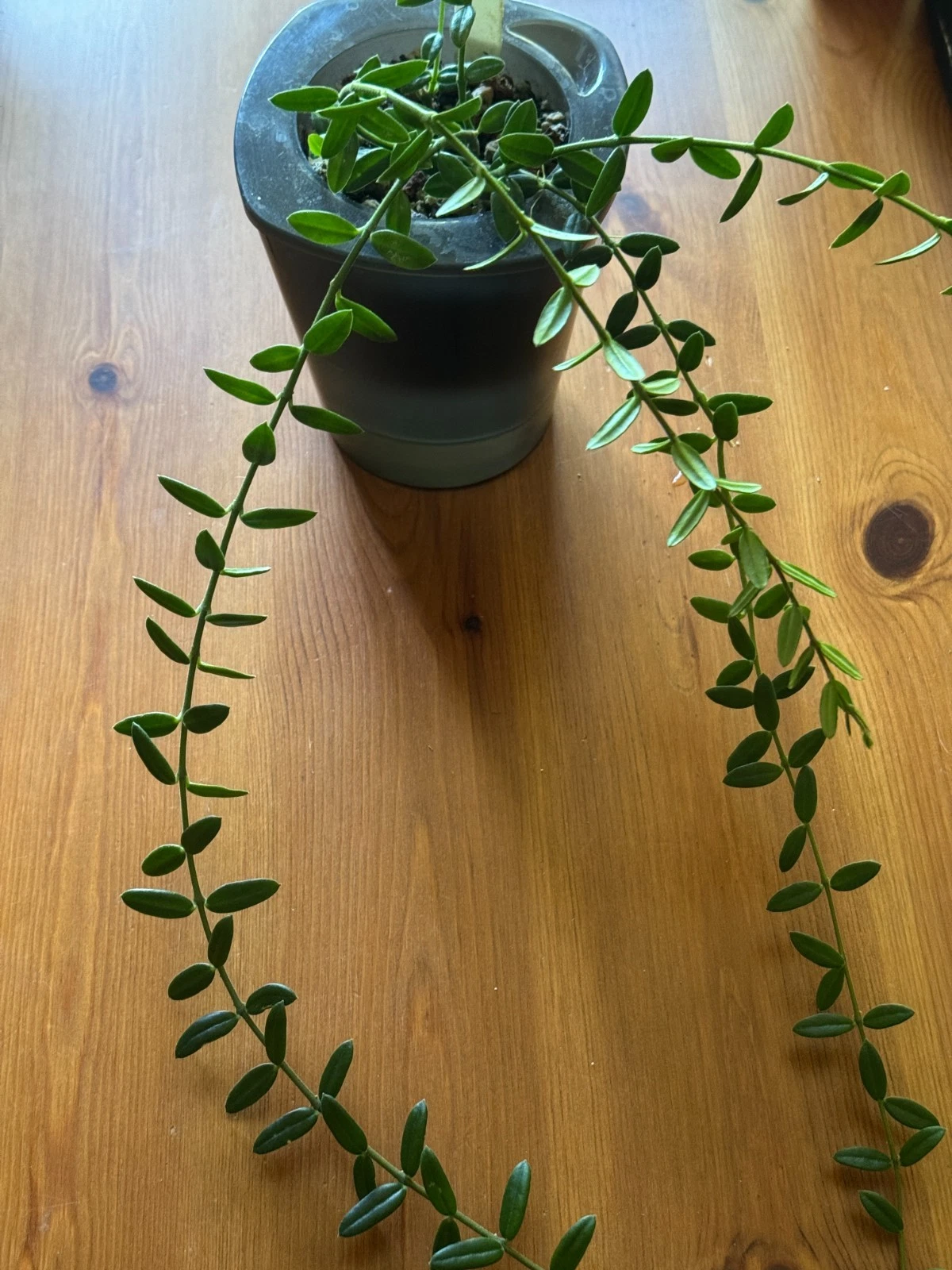 Hoya Engleriana Cutting – 4 Node Unrooted Cutting, Rare Hoya Vine Plant for Propagation
