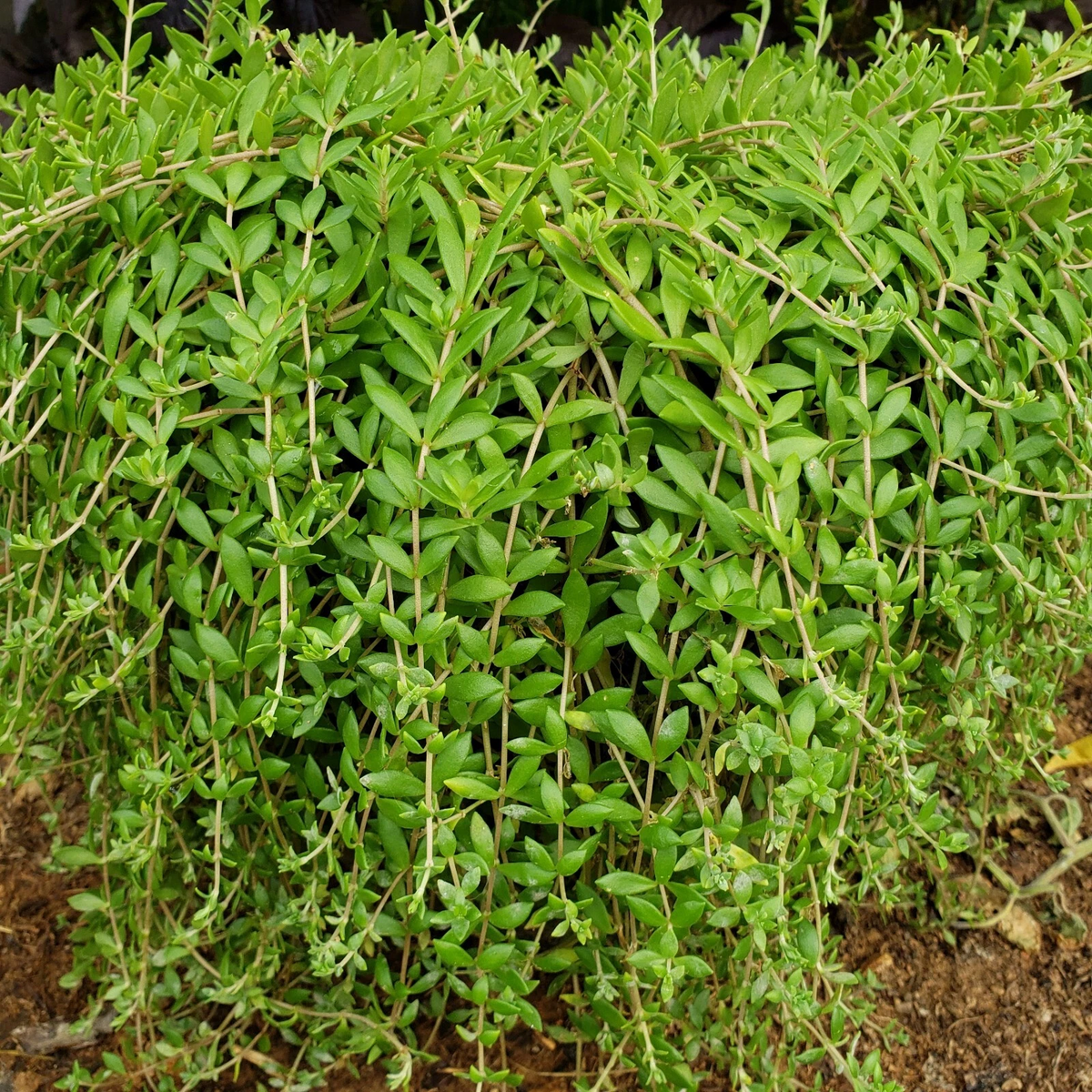 50 Sedum Sarmentosum Cuttings – Fast Growing Creeping Perennial Groundcover Live Plant