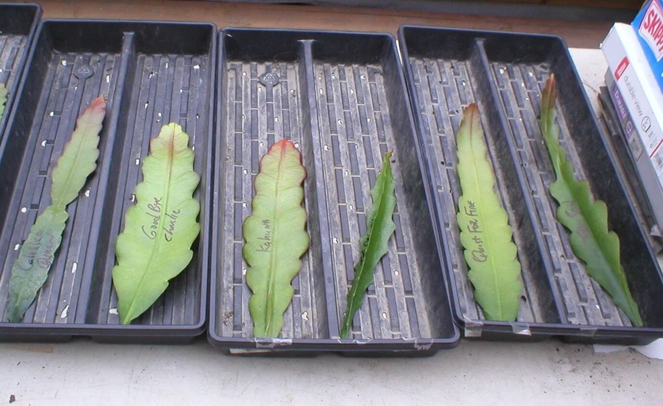 Epiphyllum Alakazam Orchid Cactus Cuttings – Live Epiphyllum Plant Starts for Propagation, Night Blooming Cactus
