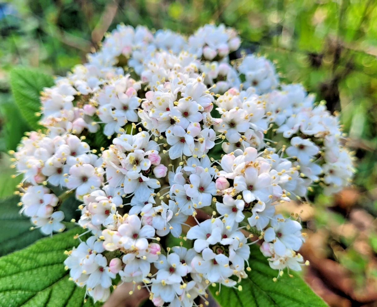 Allegheny Viburnum Cuttings – 6 Unrooted Cuttings, Viburnum x rhytidophylloides Hardy Flowering Shrub for Hedge