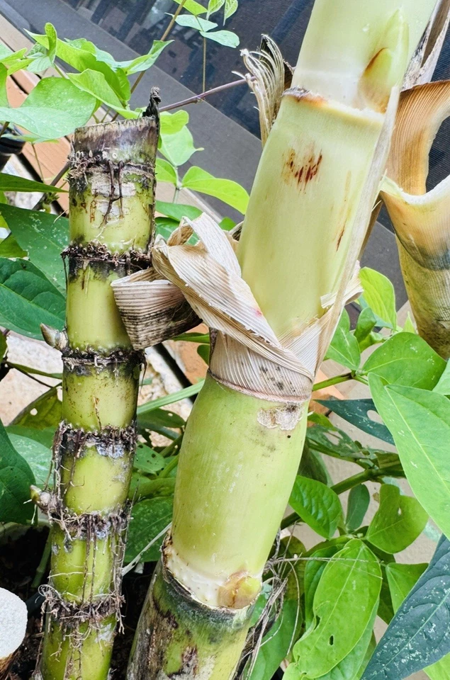 Green Sugarcane Cuttings for Planting – 2 Live Saccharum officinarum Stems, Ready to Plant