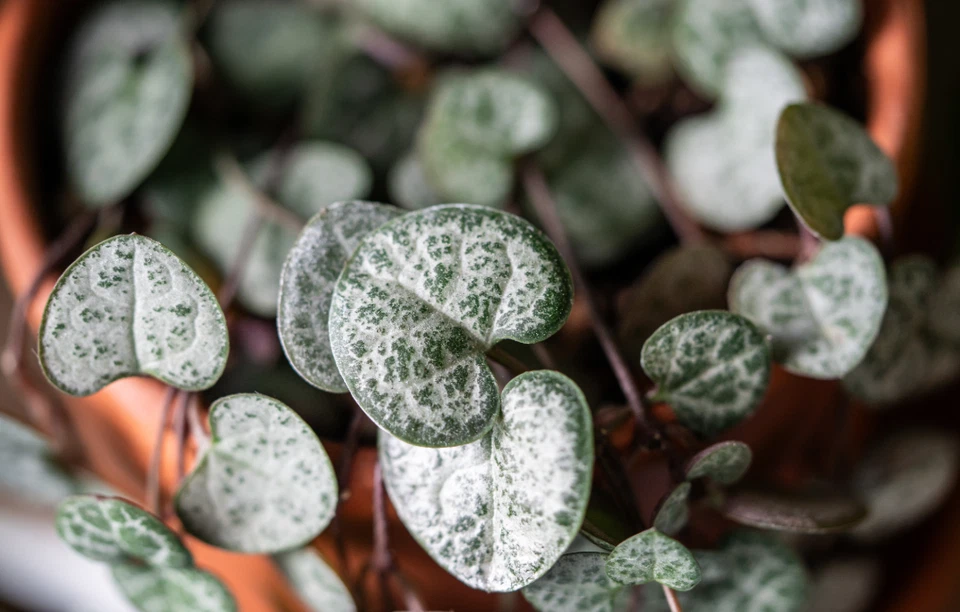 String of Hearts Unrooted Cuttings – 3 Strand Ceropegia woodii Trailing Houseplant Cuttings for Propagation
