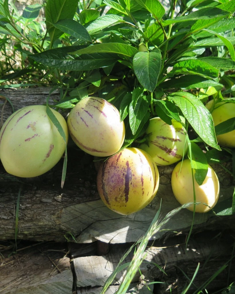 Pepino Melon Seeds – 20 Seeds Solanum muricatum, Sweet Cucumber Plant, 人参果 Seeds for Planting