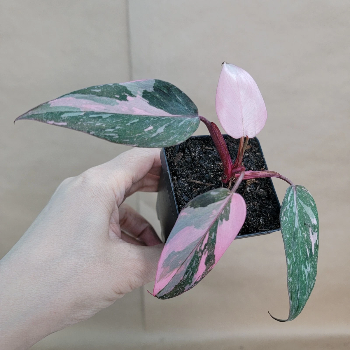 Philodendron Pink Princess Live Plant – Variegated Philodendron Erubescens in 3 Inch Pot Indoor Houseplant