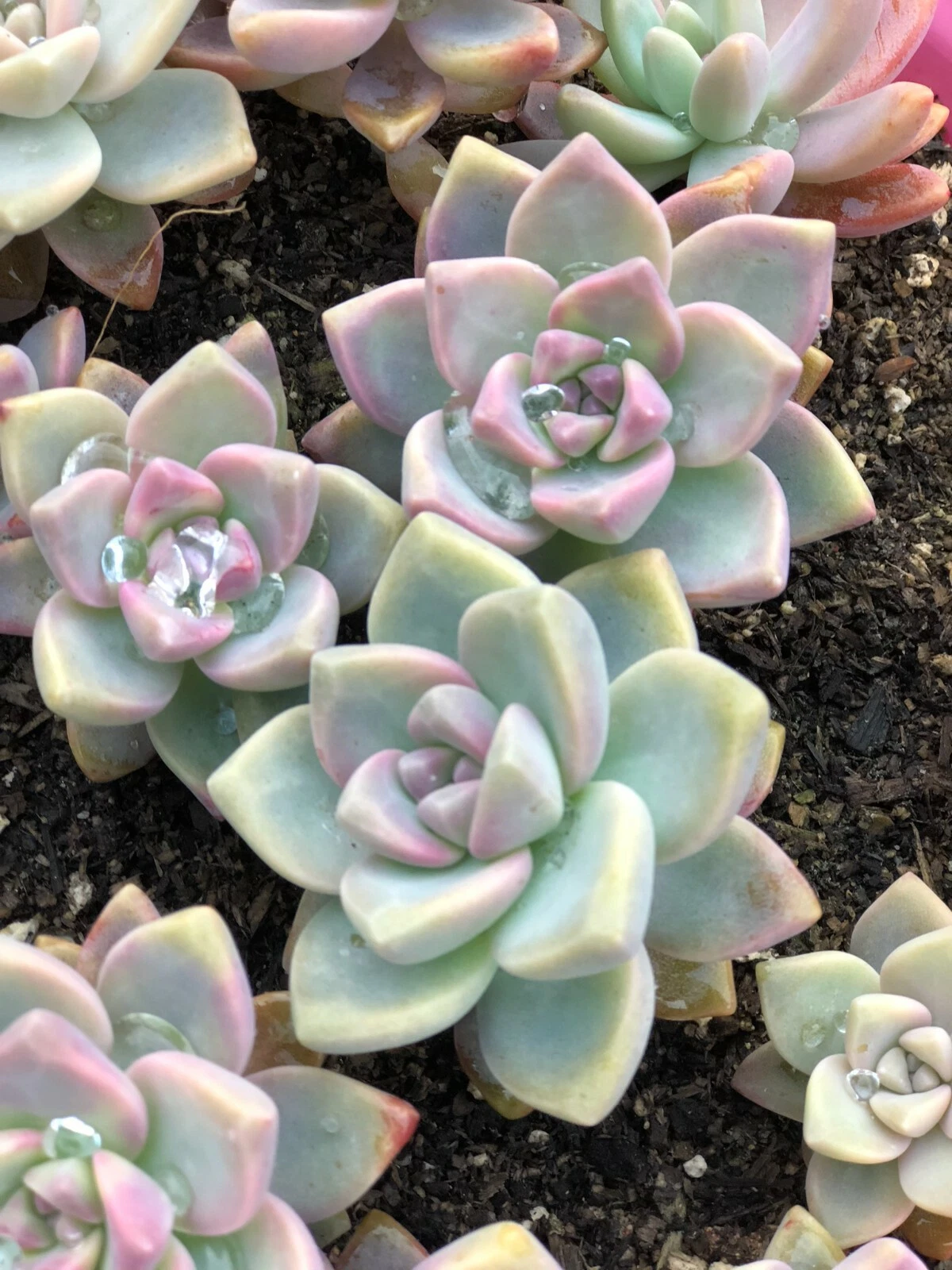 Echeveria Ghost Plant Pink Mother of Pearl Succulent Cuttings, Pastel Rosette Succulent Set of 4