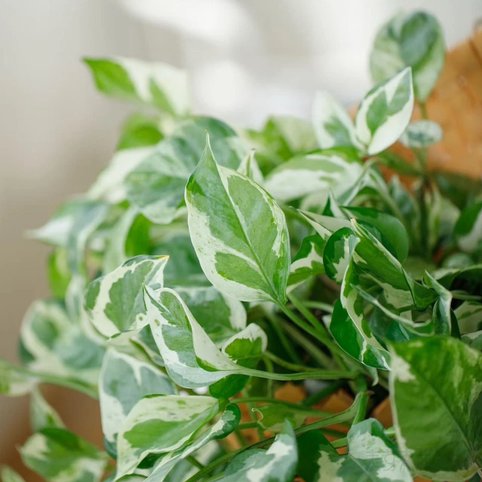 Pothos Pearls and Jade Cuttings 4–5 Inch, Variegated Devil’s Ivy Indoor Houseplant for Propagation Set of 3