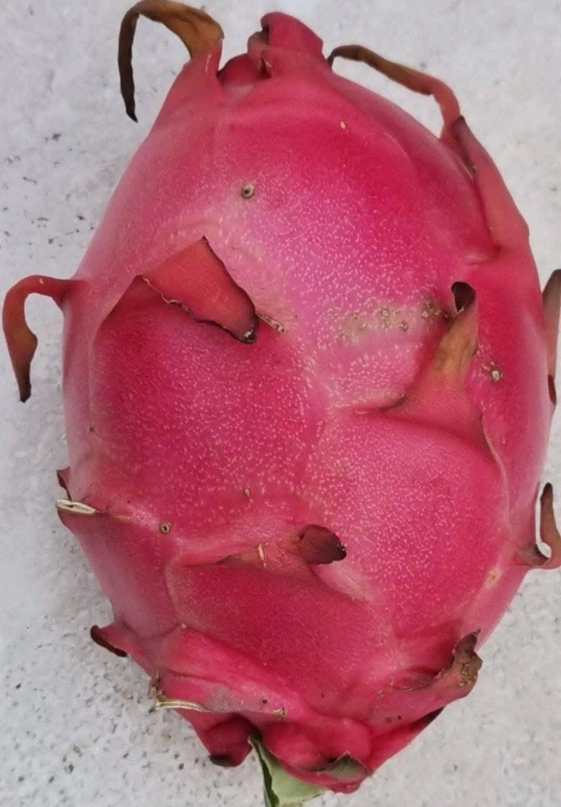 Royal Red Dragon Fruit Cuttings – 8 to 12 Inch Live Unrooted Pitaya Stems, Red Flesh Cactus for Propagation