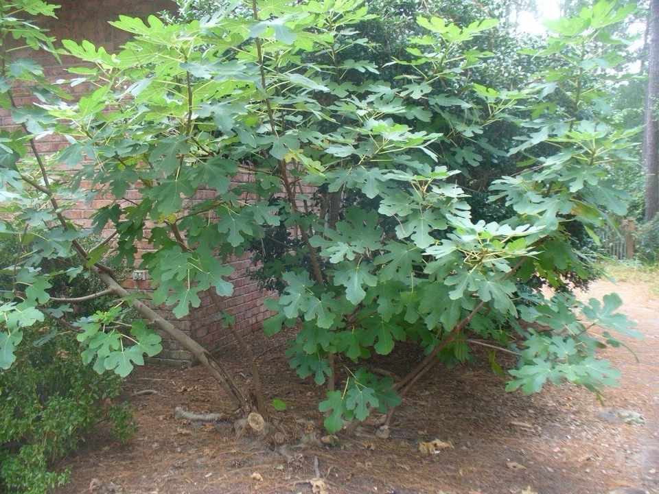 Brown Turkey Fig Unrooted Cuttings – 4 Ficus carica Cuttings 6–8 Inch for Propagation, Fig Tree Scions