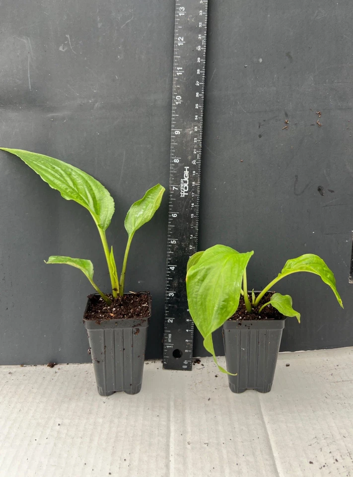 White Bat Flower Tacca integrifolia Small Rooted Starter Plant, Rare Tropical Ornamental with Unique White Blooms
