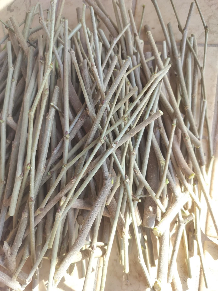 Shangri-La Mulberry Scions – 12 Fresh Cuttings for Rooting or Grafting, Live Morus Tree Cuttings for Fruit Growers