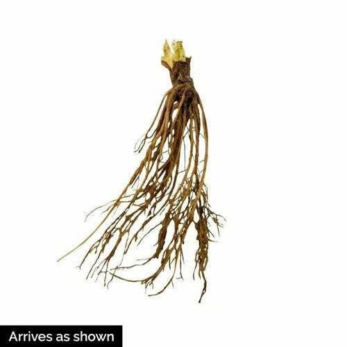 Honeoye Strawberry Plants (10 Bare Root) β June-Bearing Variety β High-Yield, Sweet-Tart Berries β Cold Hardy Garden Fruit Starter