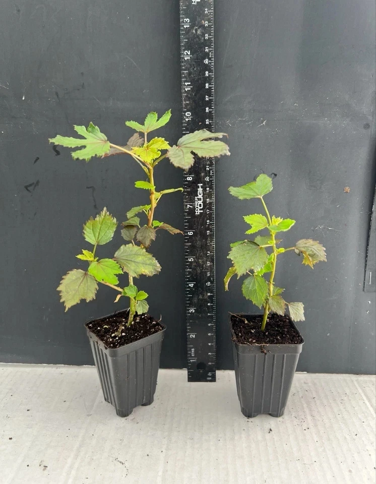 Mahogany Splendor Hardy Hibiscus Live Plant for Planting – Small Rooted Starter, Red Leaf Hibiscus moscheutos