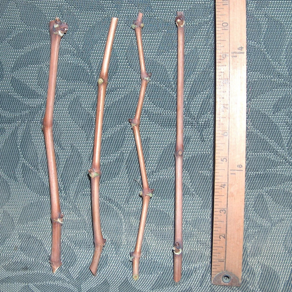 Thompson Seedless Grape Vine Cuttings – 4 Unrooted Vitis Vinifera Cuttings for Green Table Grapes and Raisins