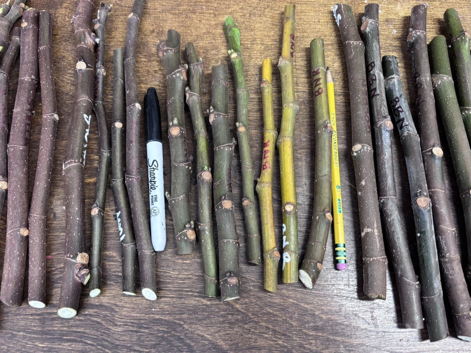 Ronde de Bordeaux Fig Cuttings – Ficus carica, Unrooted Hardwood Fig Cuttings for Propagation