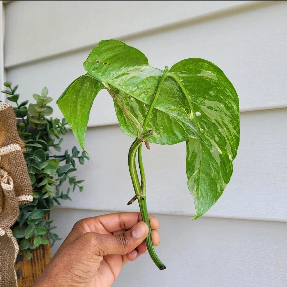 Rare Epipremnum Pinnatum Variegated Albo Cutting β Live Rooted Plant | Variegated Aroid Houseplant | Pinnatum Albo Rooted Cutting