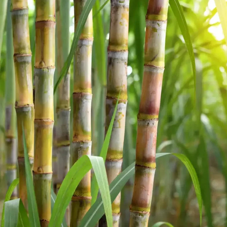 Yellow Sugarcane Cuttings – 20 Live Saccharum Officinarum Stalk Pieces, 18" Long with 3–4 Nodes Each for Planting & Garden Growing