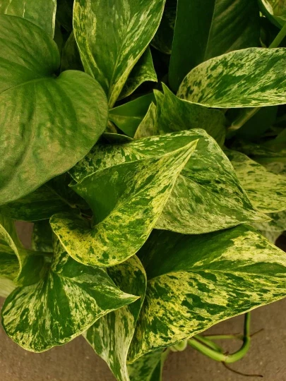 Marble Queen Pothos Vine – Variegated Devil’s Ivy Houseplant, Easy-Care Indoor Plant for Low Light and Hanging Pots