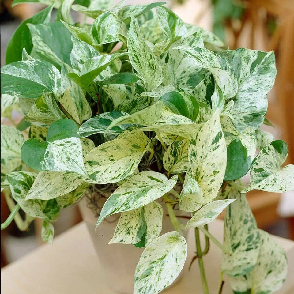 Snow Queen Pothos Cuttings – 3 Live Epipremnum Aureum Cuttings, Variegated Indoor Houseplant for Propagation