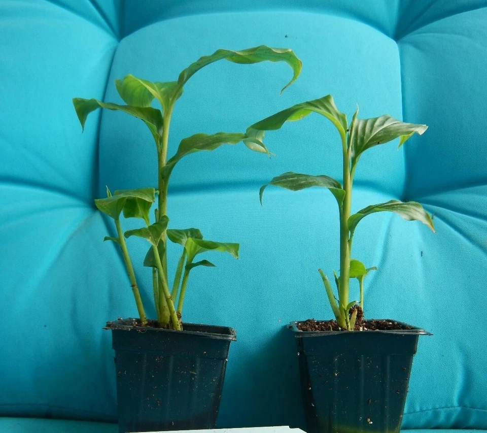 Golden Brush Dwarf Ginger Plant – Burbidgea schizocheila Small Rooted Starter, Tropical Orange-Flower Ginger for Indoor or Outdoor Garden