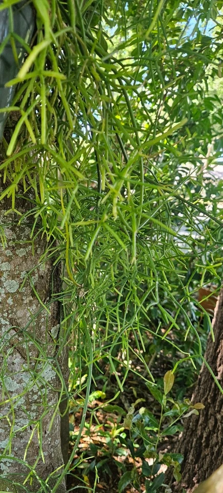 Rhipsalis sp. ‘Porto Alegre’ Cuttings – Epiphytic Cactus, 5 Unrooted Live Cuttings 4 Inches Long