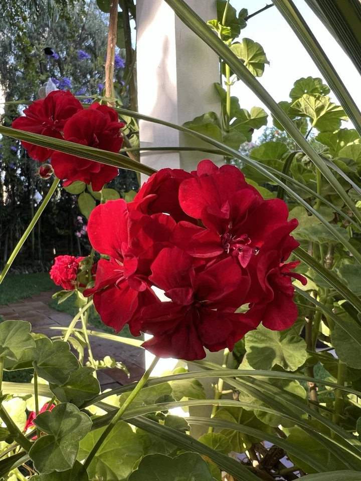 Red Ivy Geranium Cuttings – 5 Live Pelargonium peltatum Cuttings 6 Inches Long, Trailing Flowering Plant