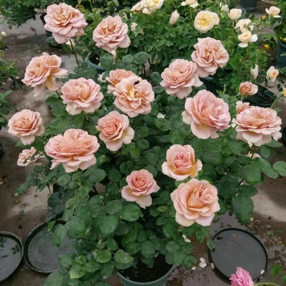 Café Latte Rose Cuttings – 3 Unrooted Scions, Rare Dusty-Mauve Rose Variety for Rooting or Grafting, Live Rosewood Stems