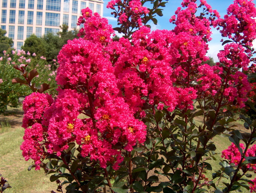 7 Dark Pink Crepe Myrtle Cuttings β Lagerstroemia indica 6" Live Unrooted Stems β Flowering Tree for Landscape, Hedges & Garden Color