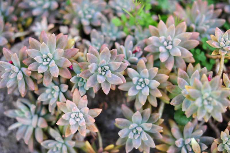 2 Rare Echeveria Ghost Plant Cuttings β 2" to 4" Succulent Rosettes β Unique Pale Pink-Grey Leaves β Easy to Root