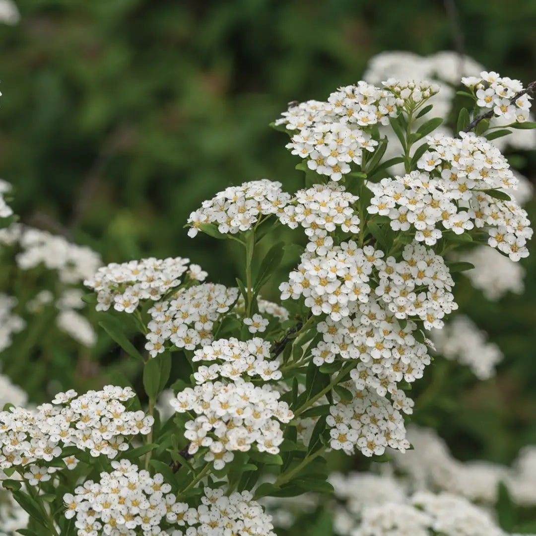 White Wedding Cake Spirea Cuttings (10 Unrooted, 6β8β) β Bridalwreath-Type Shrub β Easy to Root β Flowering Hedge or Garden Plant