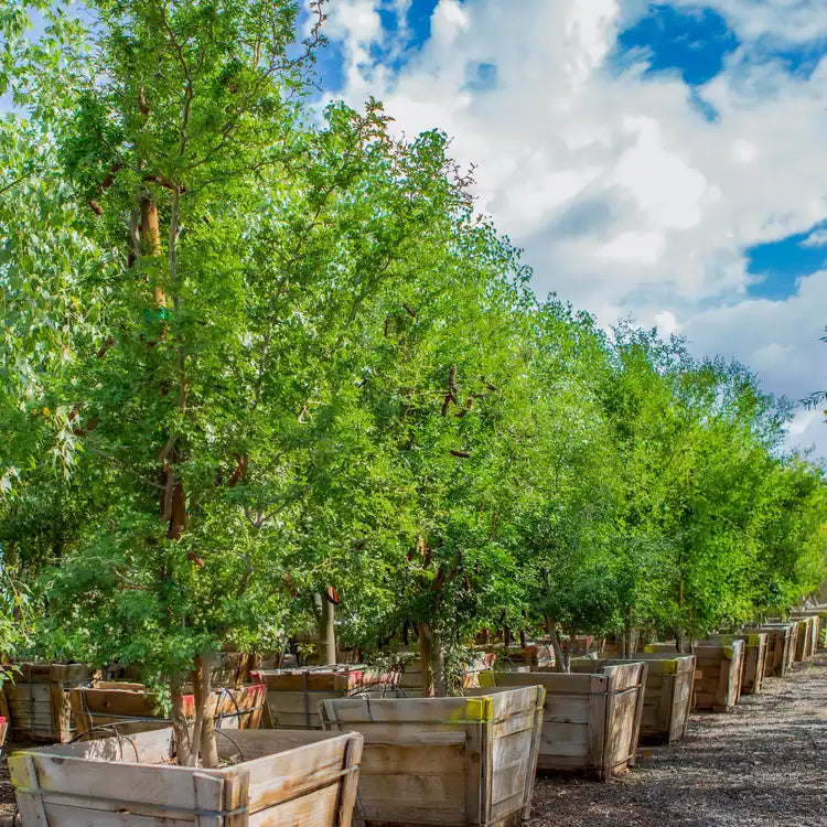 Pithecellobium flexicaule Seeds ā Texas Ebony, Rare Ornamental Tree, Drought-Tolerant Shade Tree (10 Seeds)