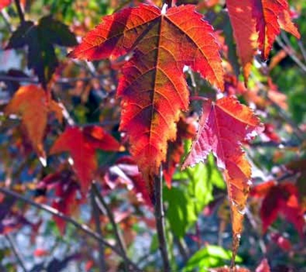 Amur Maple Acer Ginnala β 20 Alaskan Grown Seeds | Easy-to-Grow Hardy Tree, Red Fall Foliage, USA Seller