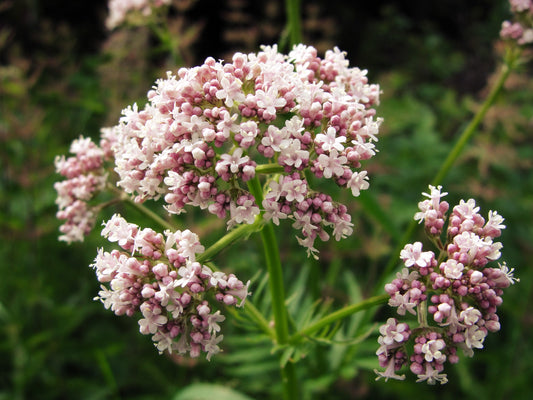 Valerian (Valeriana officinalis) β 100+ Seeds | Perennial Herb, Calming & Catnip Alternative | USA Grown
