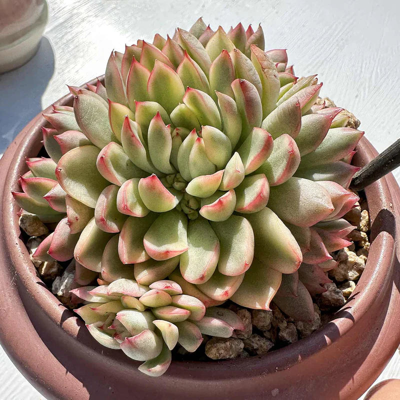 Echeveria Mebina Variegata β Rare Variegated Succulent Plant | Bare Root Live 2-3" | Easy Care Colorful Indoor Outdoor Cactus