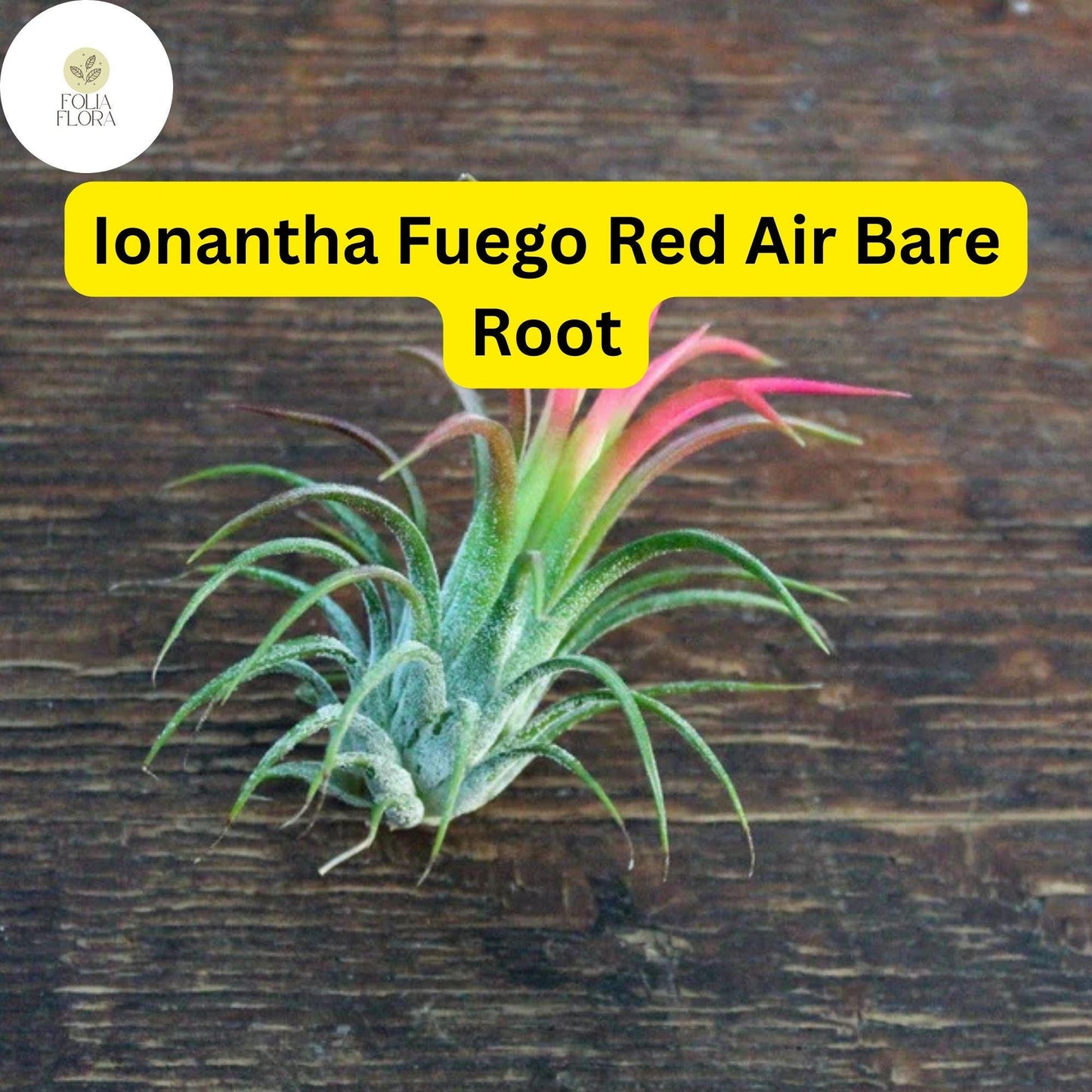 5 Bare Root Ionantha Fuego Red Air Plants, Low Maintenance, Exotic Variety, Tillandsia