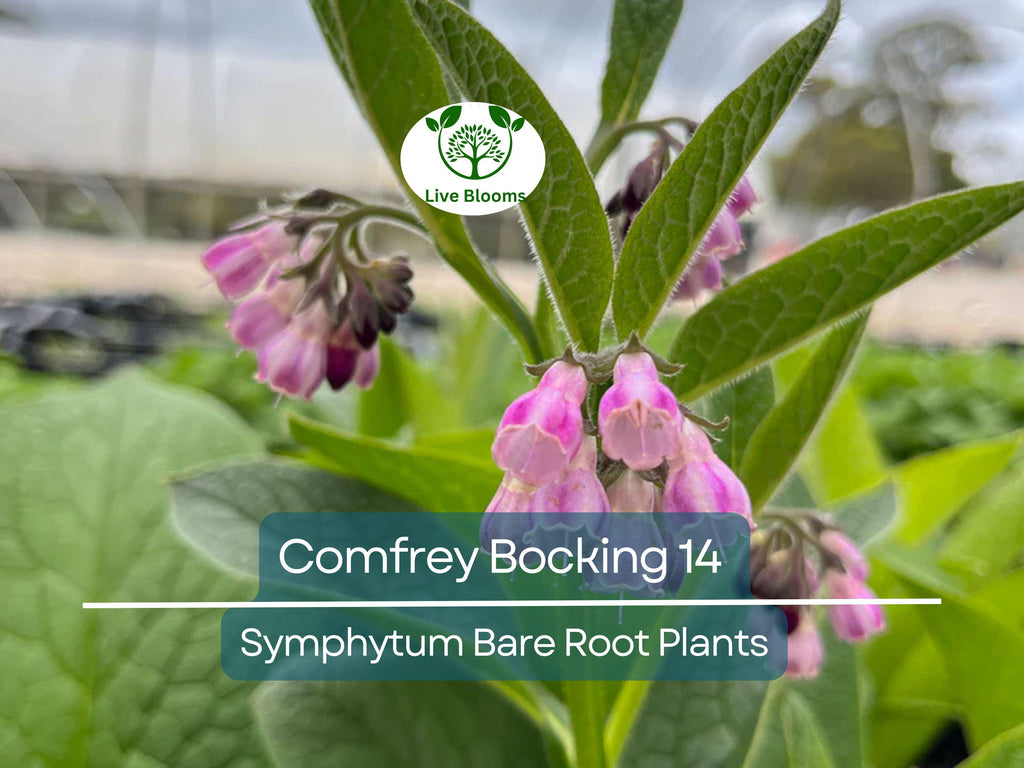 5 Comfrey Bocking 14 Plants - Bare Root Crown Cuts - Symphytum Hybrid - Fast Growing Herb Starter
