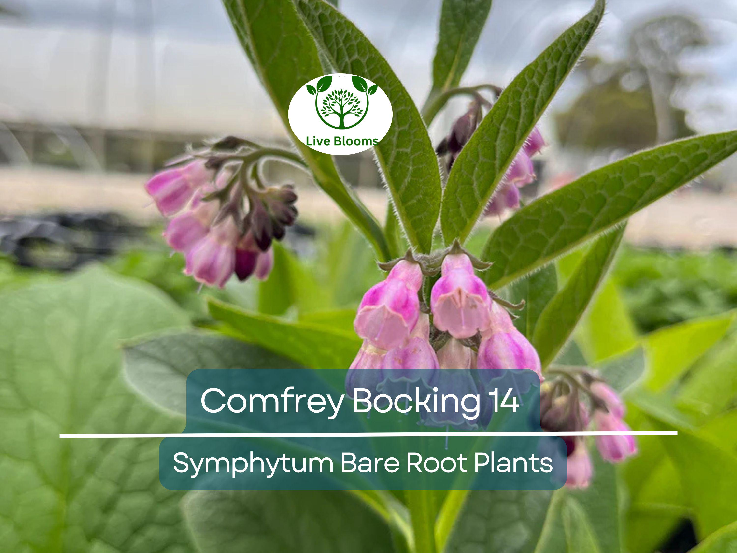 5 Comfrey Bocking 14 Plants - Bare Root Crown Cuts - Symphytum Hybrid - Fast Growing Herb Starter