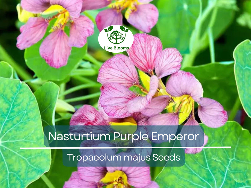 15 Seeds Nasturtium Purple Emperor, Heirloom Edible Flowers, Non-GMO, Tropaeolum majus, 18-24" Height, Purple Flowers, for Salads & Gardens