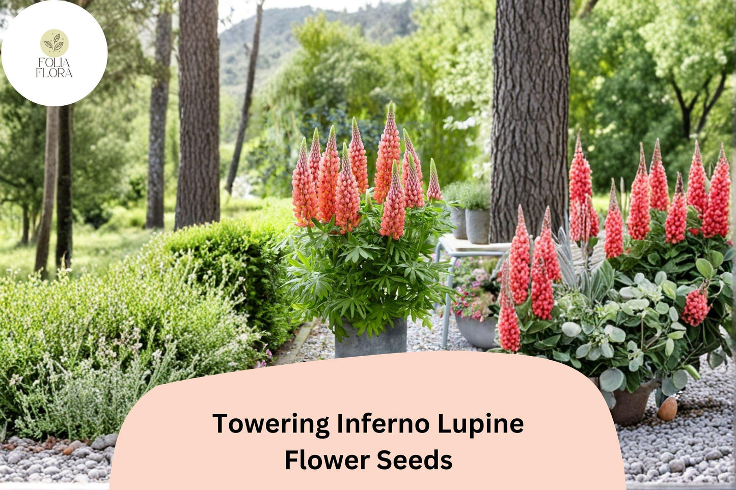 25+ Towering Inferno Lupine Seeds | Lupinus | Fiery Red-Orange Tall Flower Spikes for Garden Planting