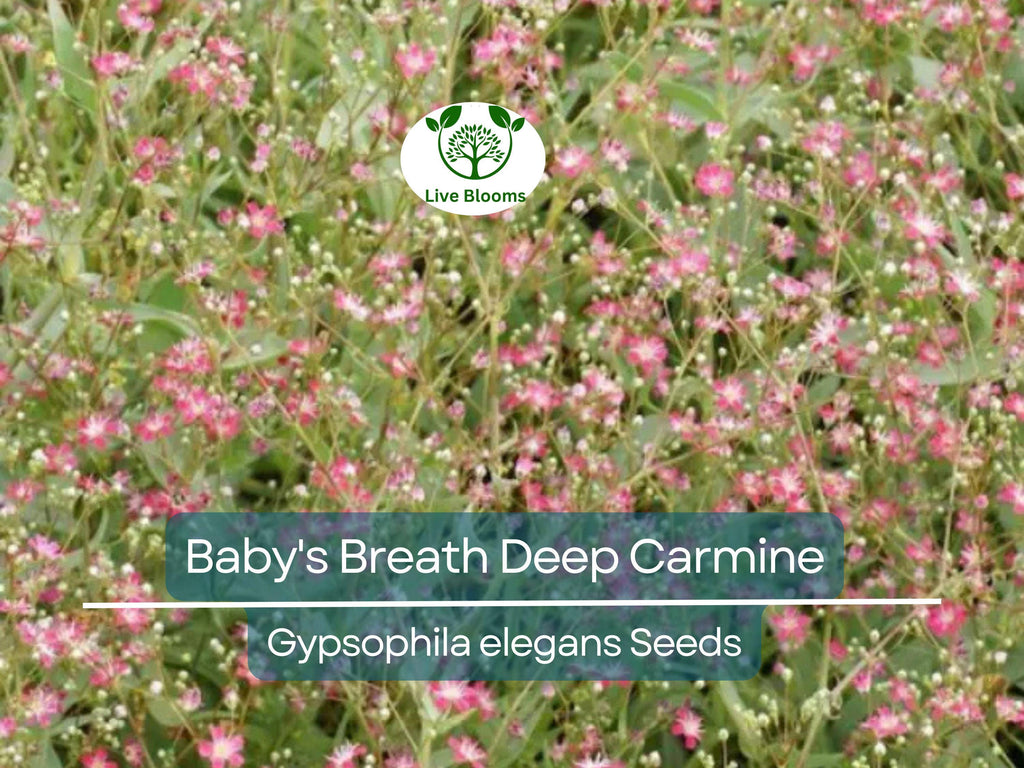 100 Seeds Baby's Breath Deep Carmine, Crimson Red Flowers, Non-GMO, Pollinator-Friendly, Elegant Garden Blooms, Gypsophila elegans