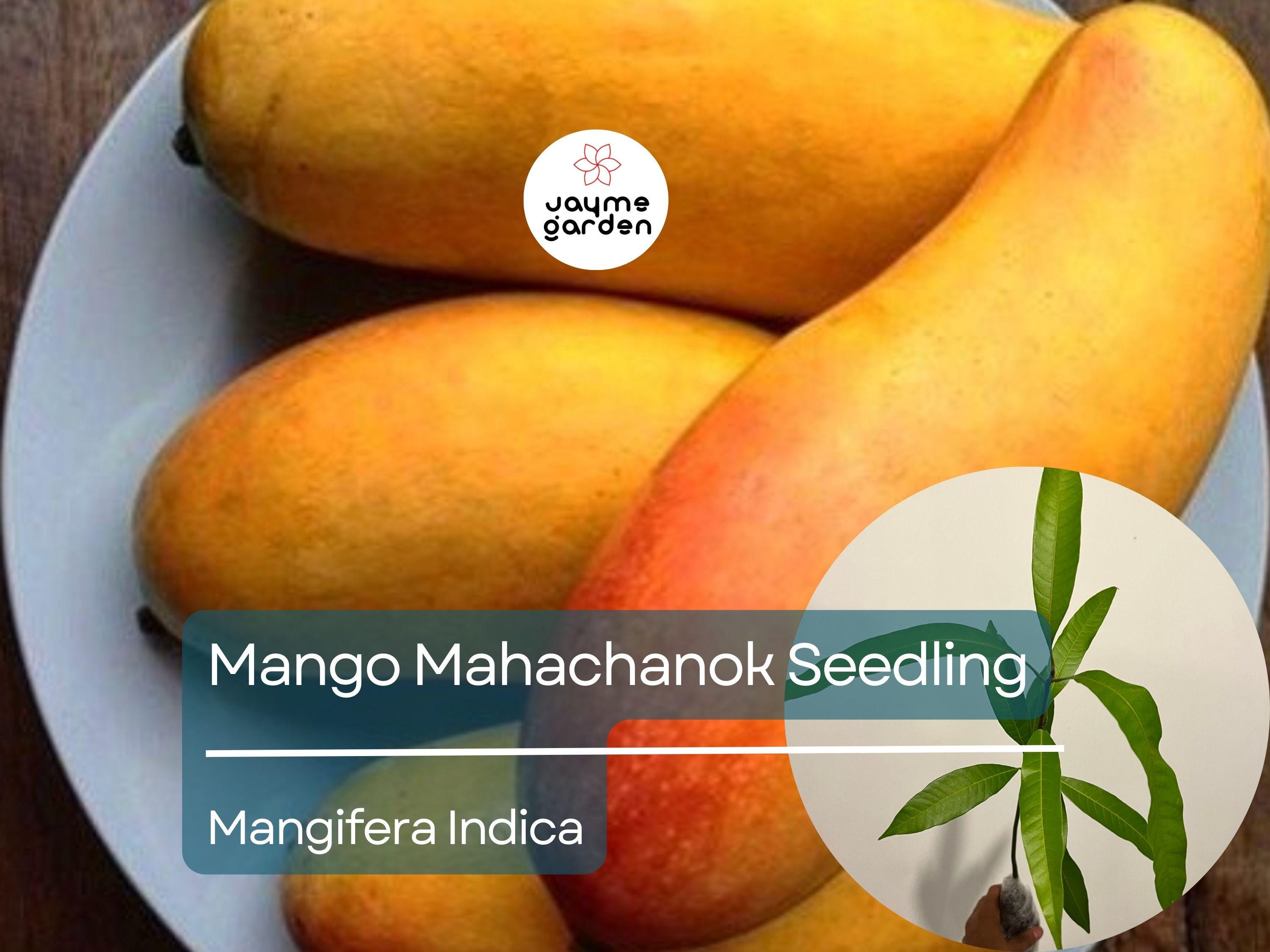 Grafted Mango Mahachanok Starter Plant Seedling - 3'-4' Tall Live Fruit Tree - Sweet, Tangy, Fiber-Free Mango for Garden or Patio