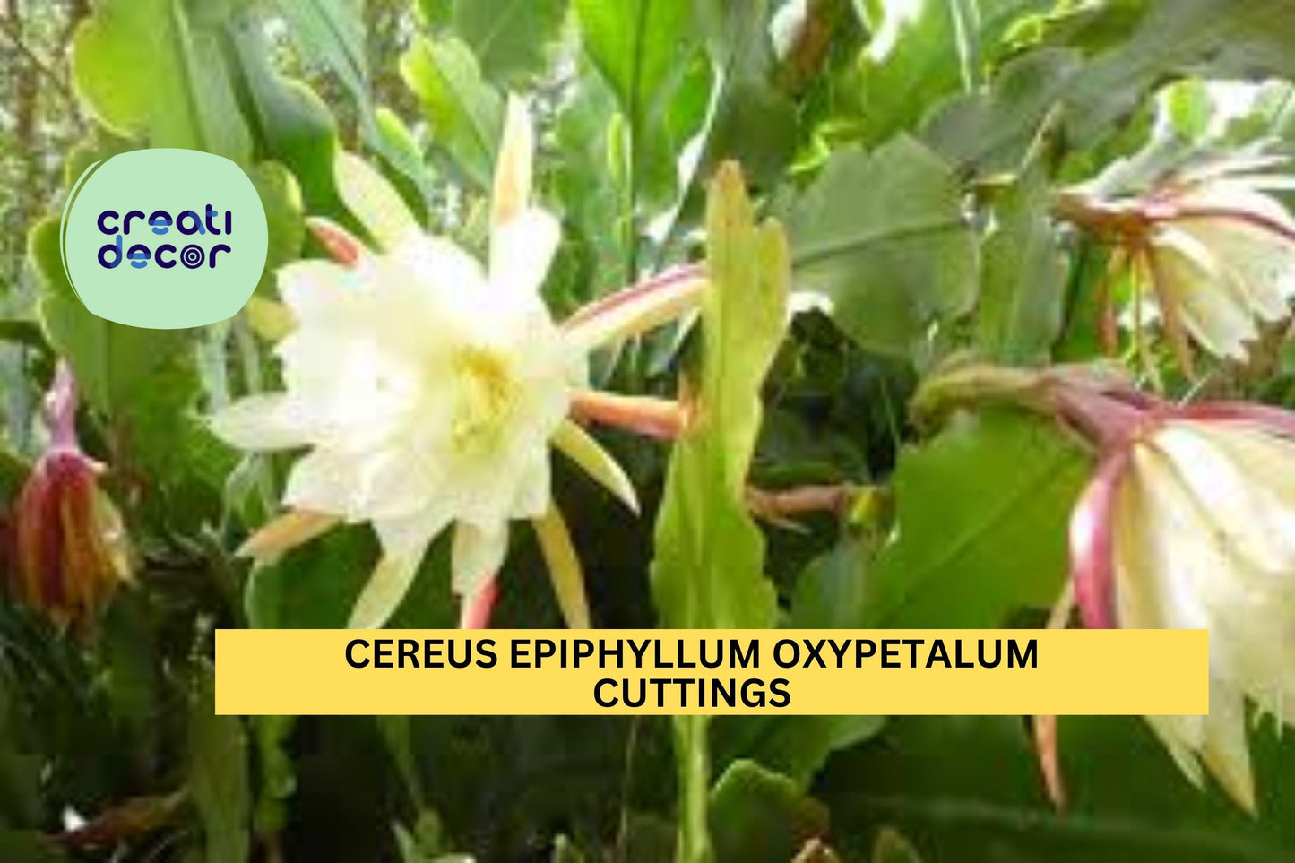 2 Night Blooming Cereus Cuttings | Epiphyllum Oxypetalum | Orchid Cactus Starter 8-10" | Rare Fragrant Night Bloomer