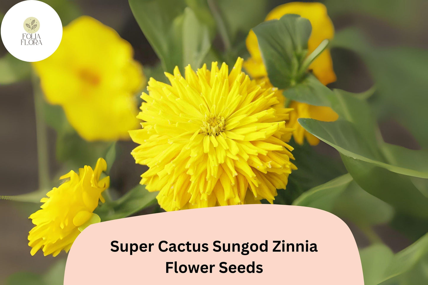 Super Cactus Sungod Zinnia Seeds: Large Yellow Blooms, Heirloom Non-GMO