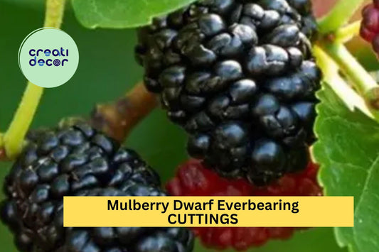 15 Dwarf Everbearing Mulberry Cuttings – Morus nigra Assorted Sizes for Propagation – Sweet Fruit Variety – Easy to Grow – USA
