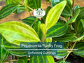 5 Peperomia Angulata Variegated Funky Frog 4" Unrooted Cuttings - Rare Peperomia Houseplant, Easy Care Succulent, Perfect for Propagation