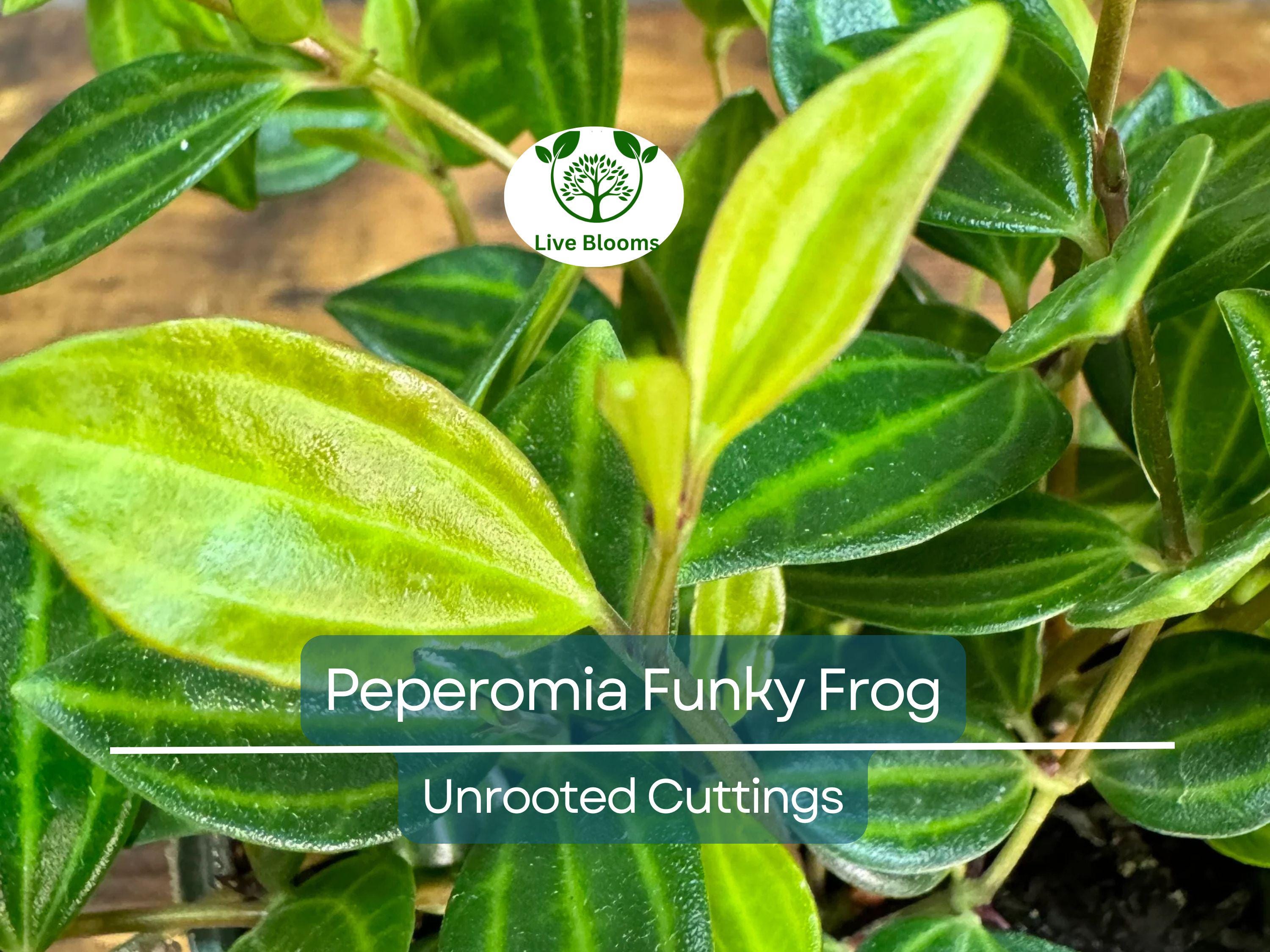 5 Peperomia Angulata Variegated Funky Frog 4" Unrooted Cuttings - Rare Peperomia Houseplant, Easy Care Succulent, Perfect for Propagation