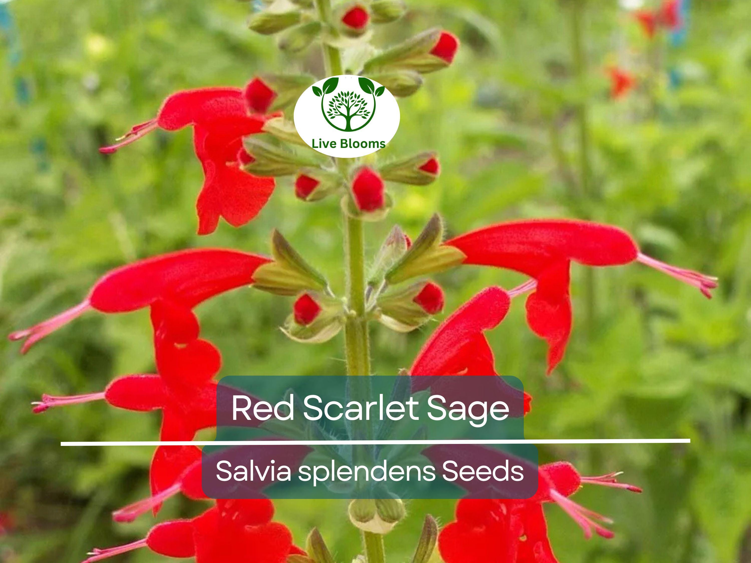 500 Seeds Red Scarlet Sage Salvia, Hummingbird Flowers, Non-GMO Annual & Perennial, Vibrant Garden Plants, Easy to Grow